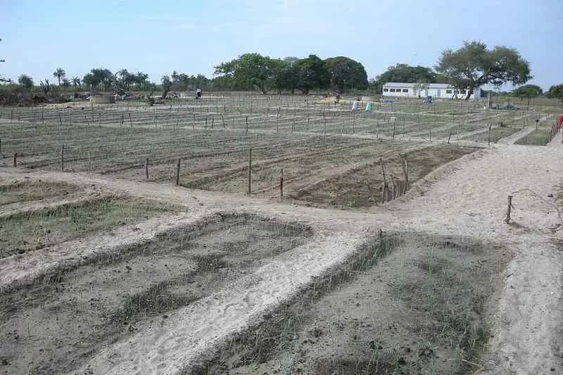 Planches de culture d'oignons d'une coopérative gérée par des femmes sur l'île de Carabane, en Casamance