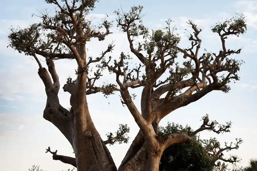 Baobab aux branches déployées sous un ciel clair