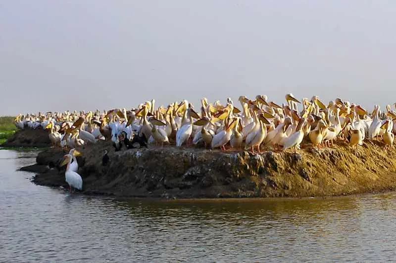 Colonie de pélicans blancs rassemblés sur un îlot du parc national des oiseaux du Djoudj, au bord de l'eau