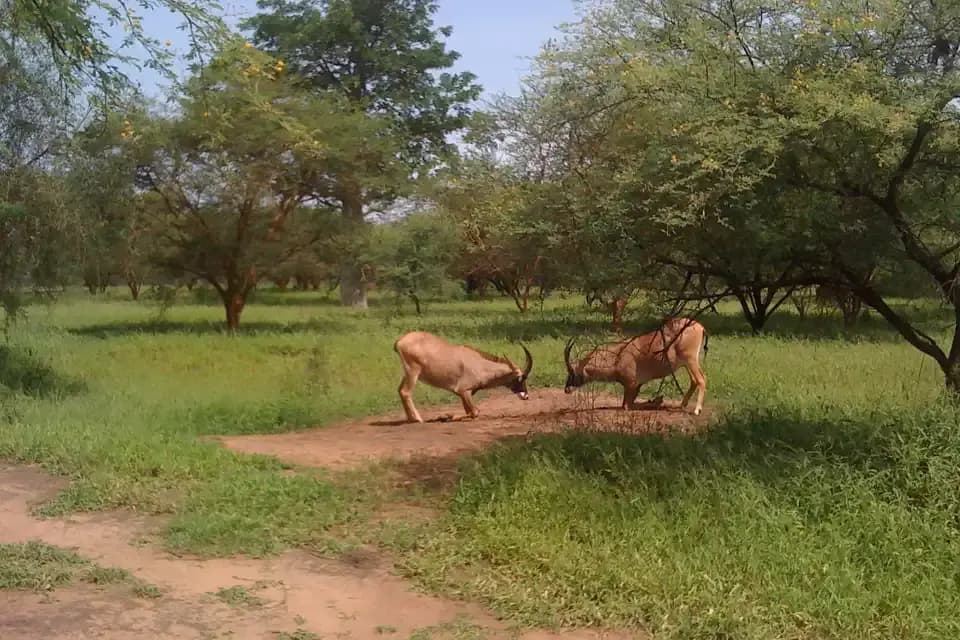Deux antilopes rouannes s'affrontant sur une piste de la réserve de Bandia, au Sénégal