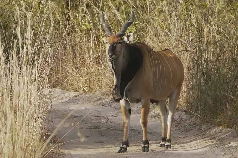 Grande antilope à cornes spiralées debout sur une piste sablonneuse de la réserve de Fathala, entre de hautes herbes